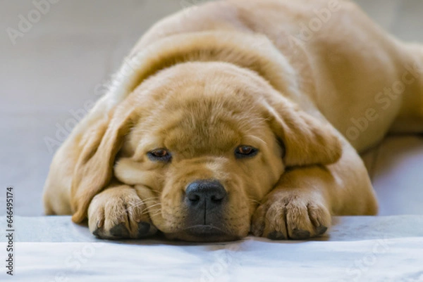 Obraz Golden labrador dog thinking