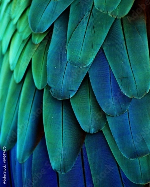 Obraz Pióra Ara (niebieski / zielony)