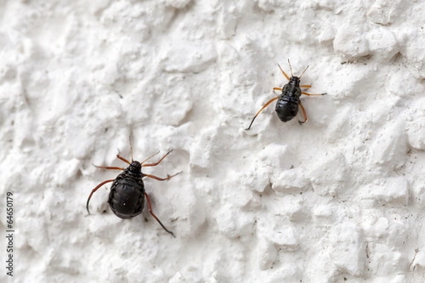 Fototapeta Rindenlaus Cinara Curvipes
