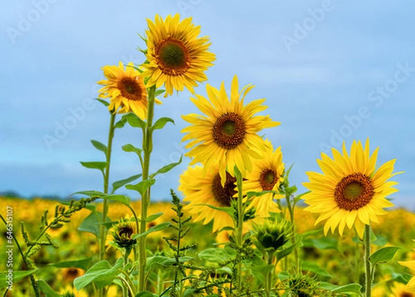 Fototapeta Sonnenblume
