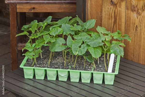 Obraz Young runner bean plants in seed pots with shed background.