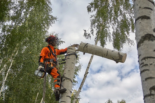 Obraz Tree surgeon. A man removes a birch tree