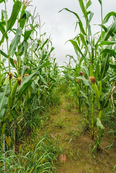 Fototapeta Corn field before harvest. Ripe corn cobs in row behind. Detail view immersed between corn cobs and leaves. Autumn rural rustic background with vegetable. Agriculture maize farming