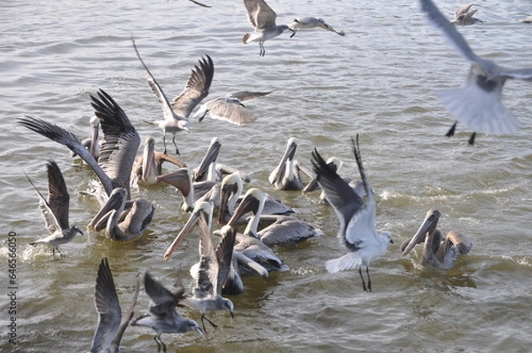 Obraz pelicans feeding