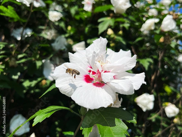 Obraz White hibiscus with a bee