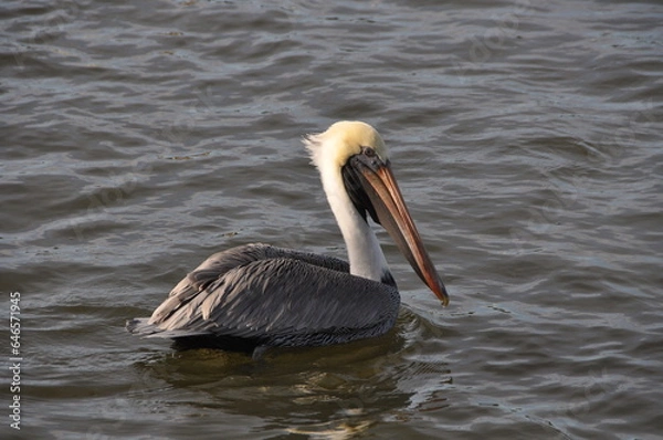 Obraz pelican on water