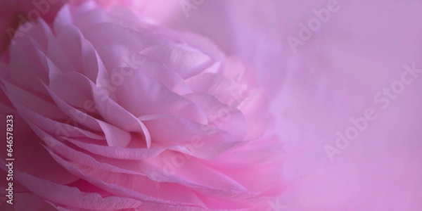 Obraz Wide banner with delicate pink macro petals. Beautiful soft tender background of rose ranunculus flower petals close up. Wallpapper for wedding, anniversary, bithday design