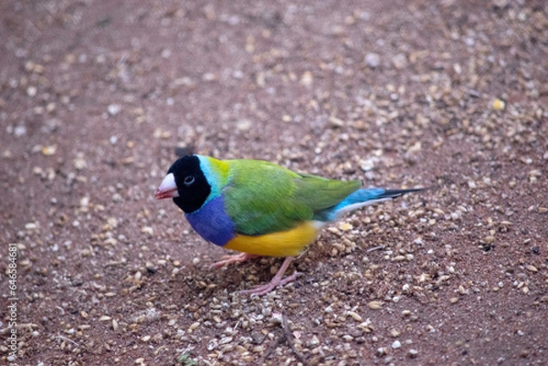 Fototapeta the gouldian  finch is a small bird, with a bright green back, yellow belly and a purple breast. The facial colour is usually black.