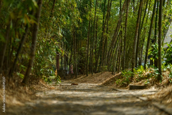 Obraz camino de bosque de bambú 