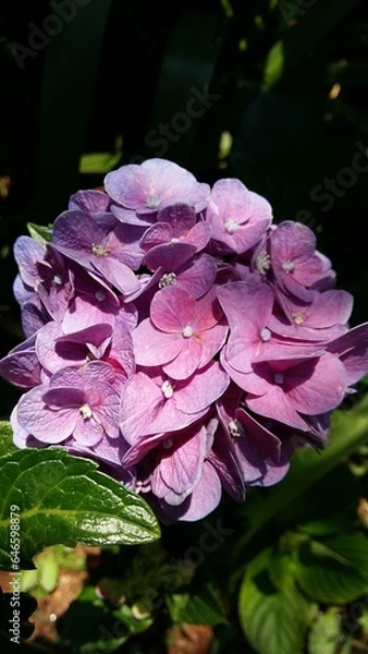 Obraz hydrangea flower
