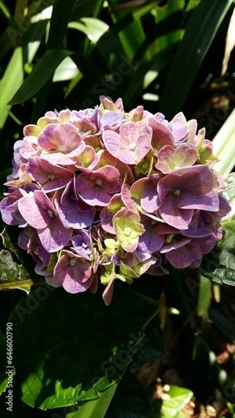 Obraz hydrangea flower