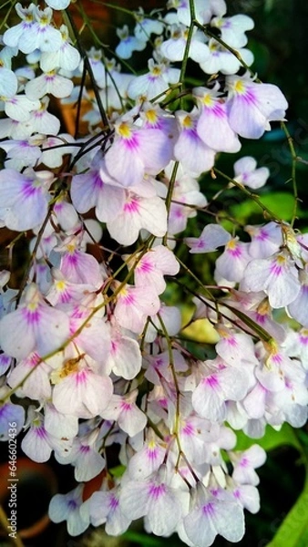 Obraz Orchid blossom in spring