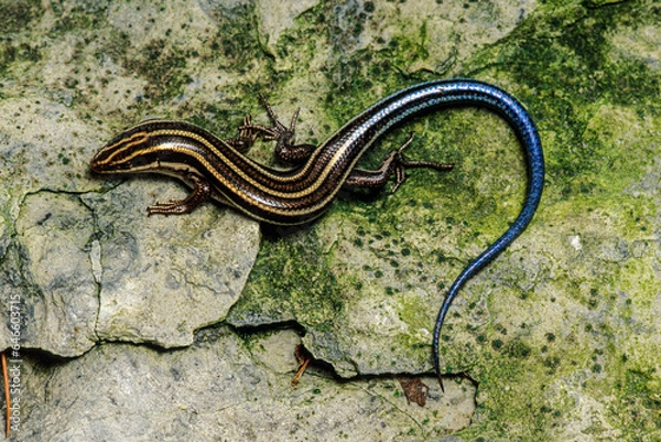Fototapeta The Five-lined Skink the most common lizards in USA