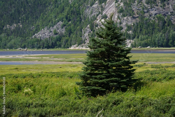 Obraz trees in the mountains