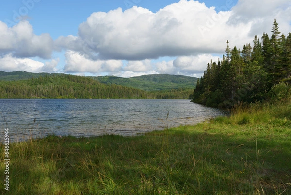 Obraz lake in the forest