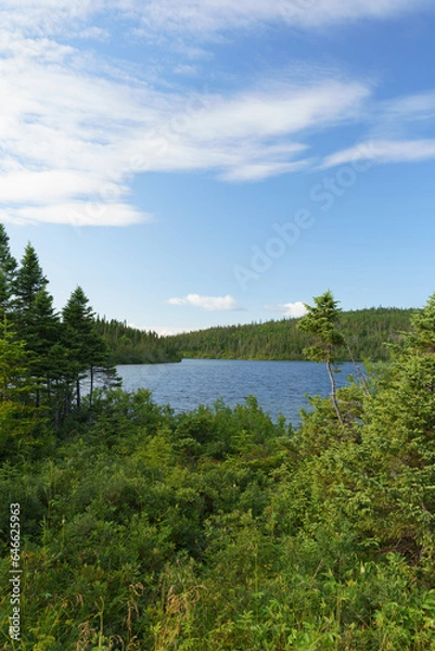 Obraz lake and forest