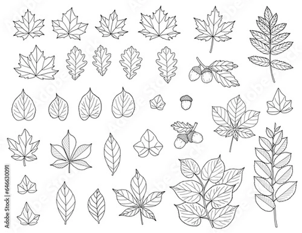 Obraz Fall Leaves Line Art, Maple, Oak, Elm, Birch, Linden, Autumn Foliage Set