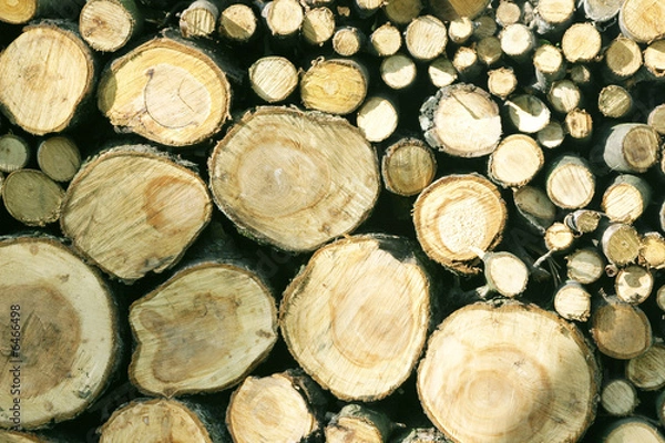 Obraz Cut trees in close up view