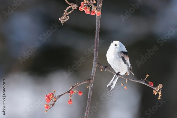 Obraz 早春の陽を浴びて眠そうなシマエナガ