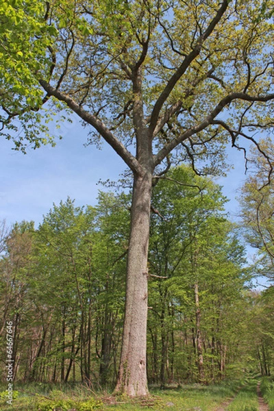 Fototapeta Forêt de Chantilly