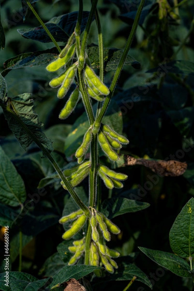 Obraz Soybean clips growing in the field