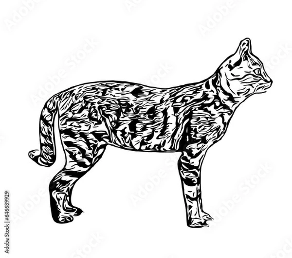 Fototapeta sketch of a cat with a transparent background