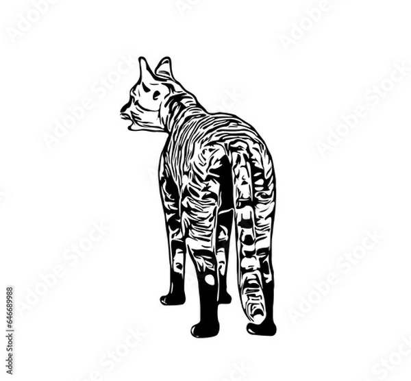 Fototapeta sketch of a cat with a transparent background