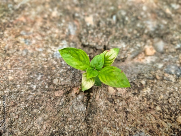 Fototapeta A small tree growth in the cracks of the cement