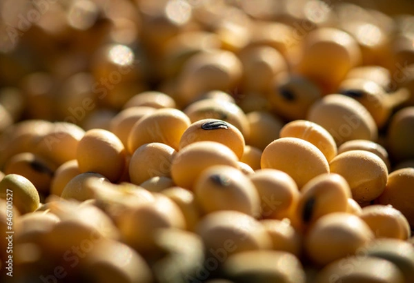 Fototapeta close up of soybeans
