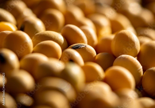 Obraz close up of just harvested soybeans