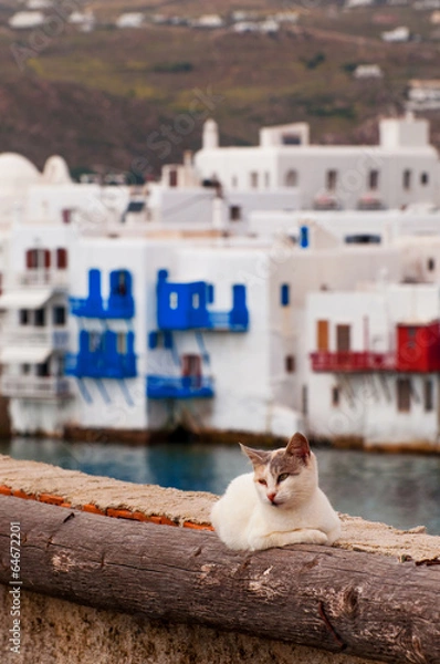 Obraz Cats in Greece