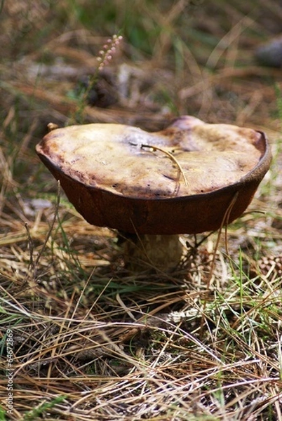 Fototapeta Champignon