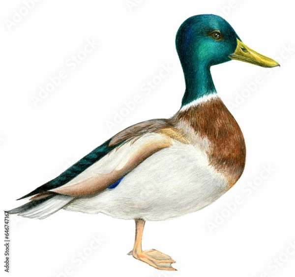 Obraz Mallard Duck on White Background Illustration 