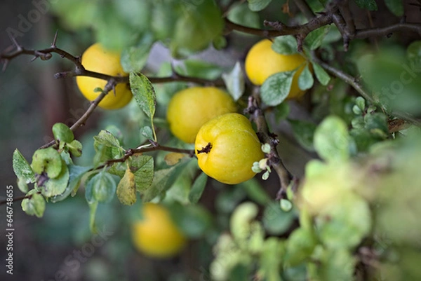 Obraz Dojrzałe owoce pigwowca