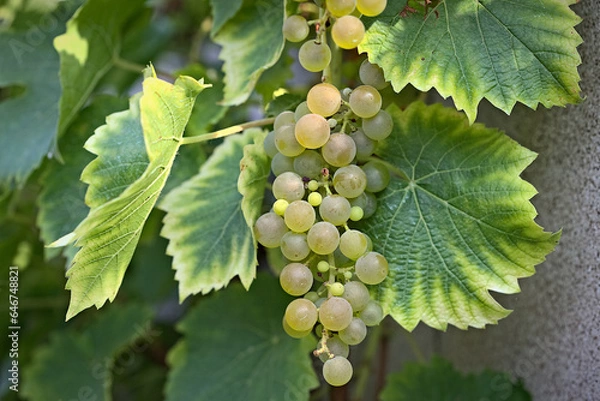 Obraz Kiść dojrzałych winogron