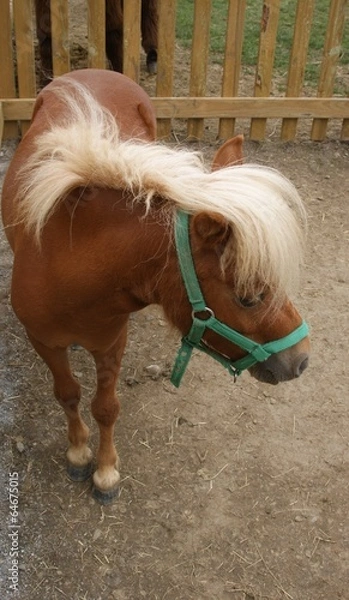Fototapeta Poney