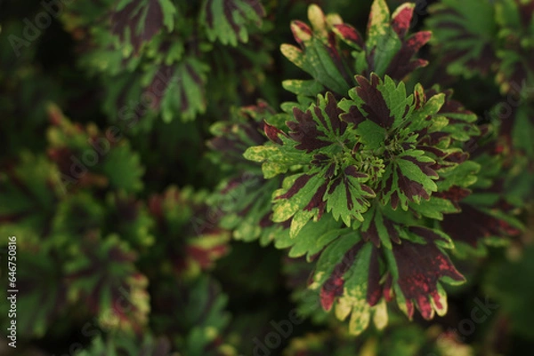 Fototapeta pine needles