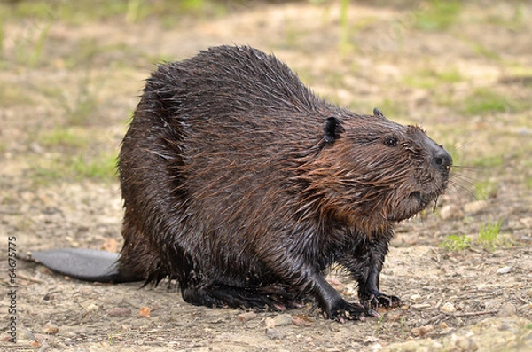 Fototapeta North American Beaver na ziemi