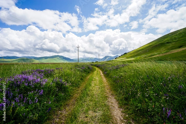 Obraz Sentiero in collina