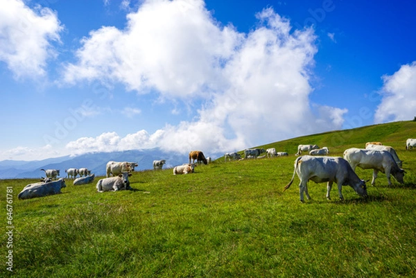 Obraz Mucche al pascolo