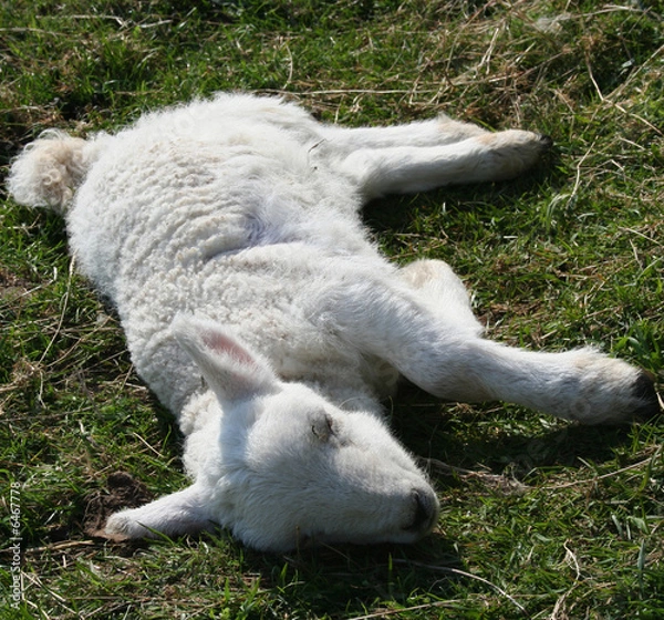 Fototapeta Sick lamb