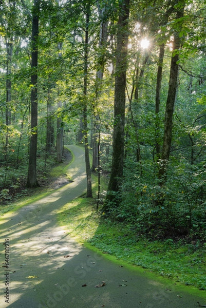 Fototapeta Moss lined walking trail in a wooded area with morning light streaming through the trees highlighting the path.