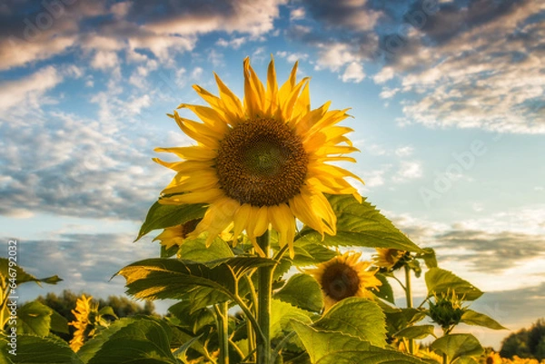 Obraz Słoneczniki 3