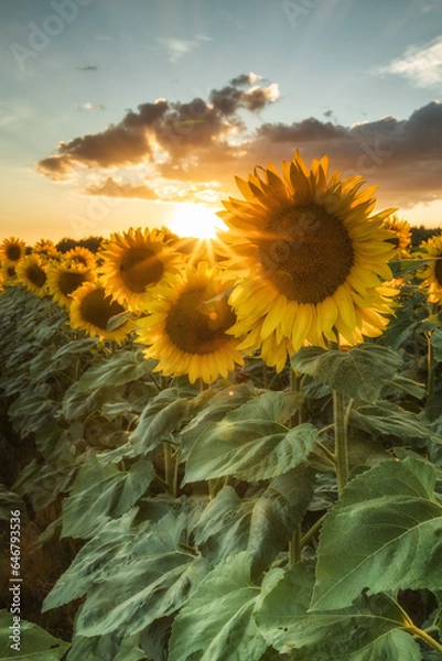 Obraz Słoneczniki 1