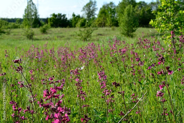 Fototapeta green field with pink flowers and green trees on background copy space 