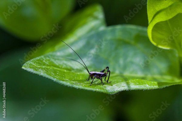 Obraz Small black cricket on leaf