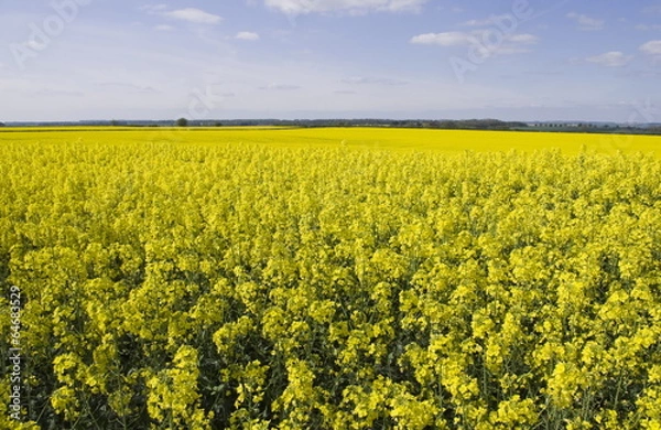 Fototapeta Oil Seed Rape Fields