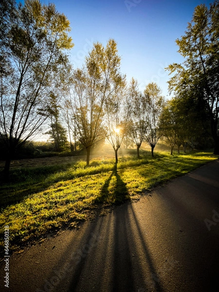 Obraz Bäume im Gegenlicht