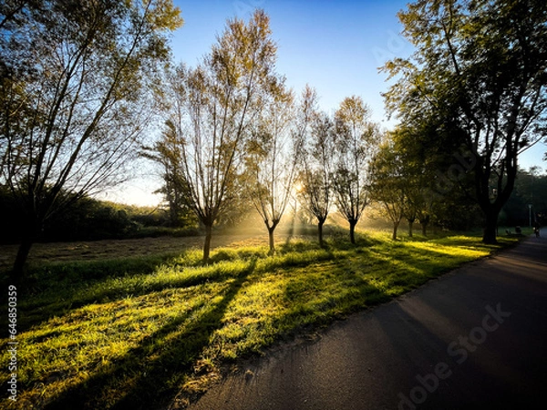 Obraz Bäume im Gegenlicht