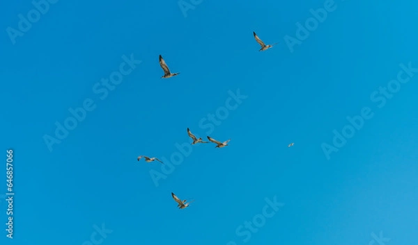 Obraz Möwen fliegen vor blauem Himmel